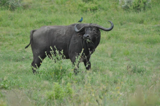 Buffalo Lake Nakuru