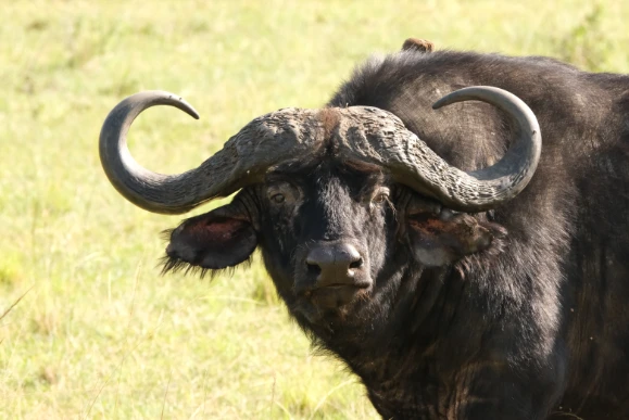 Buffalo Masai Mara