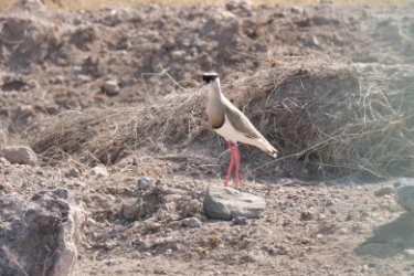 Crowned Lapwing Amboseli
