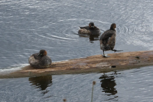 Three ducks in Lake Nakuru