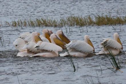 A group of Pelican swimming at Lake Nakuru