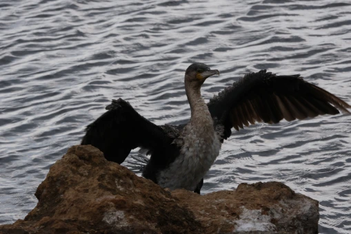 A duck swinging its wings