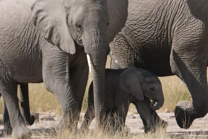 Another baby elephant