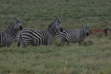 Group of zebras