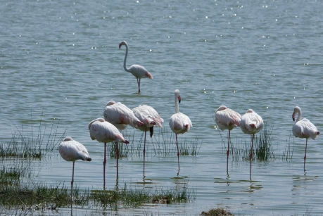 Flamingos in Amboseli 