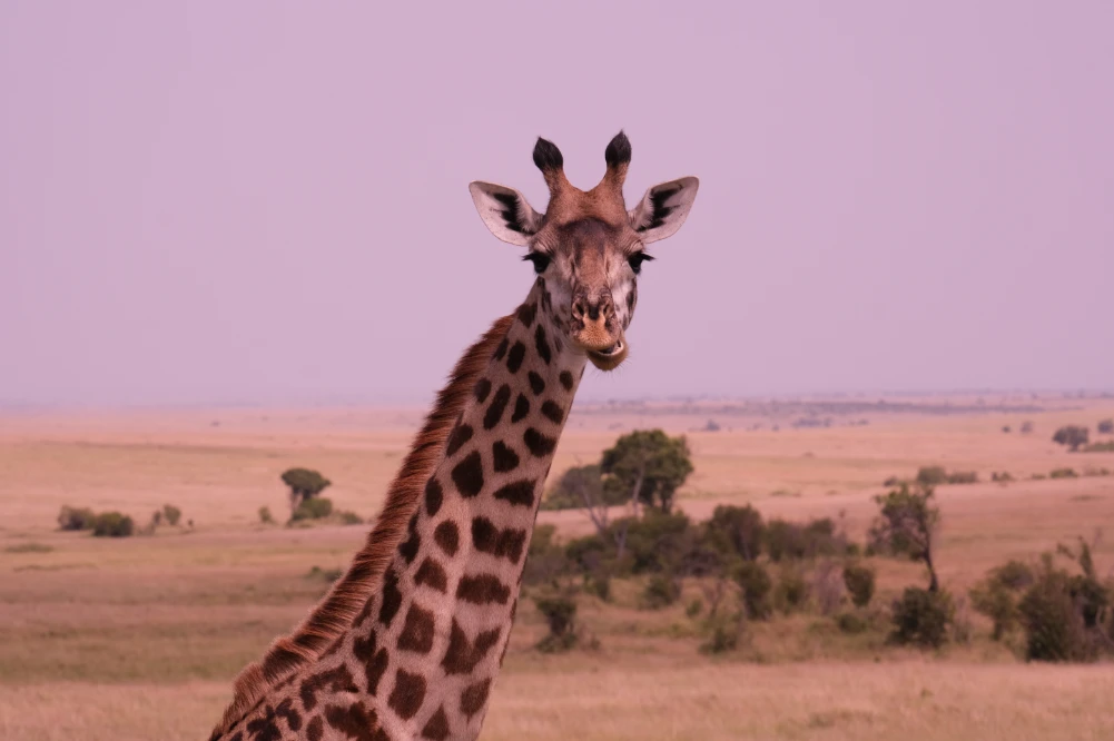 Giraffe closeshot