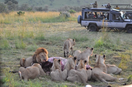Bunch of lion eating in Masai Mara