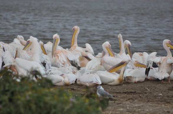 Group of pelicans