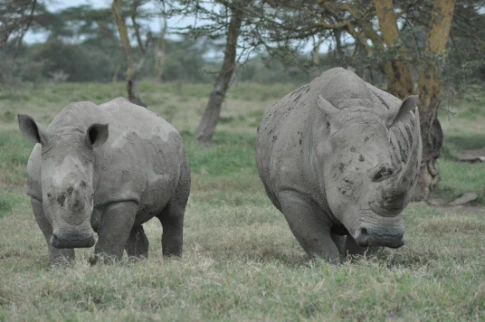 White Rhinos Lake Nakuru