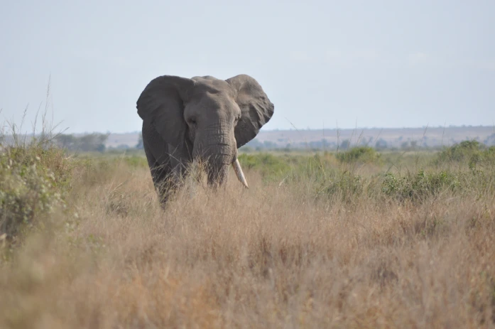 A lone elephant in grasses