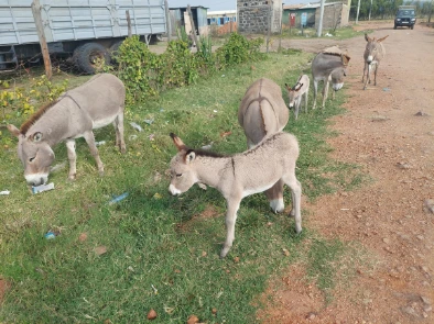 Donkeys at Ololaimutiek village