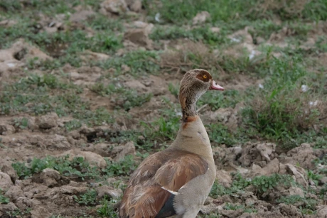 Egyptian goose Lake Nakuru