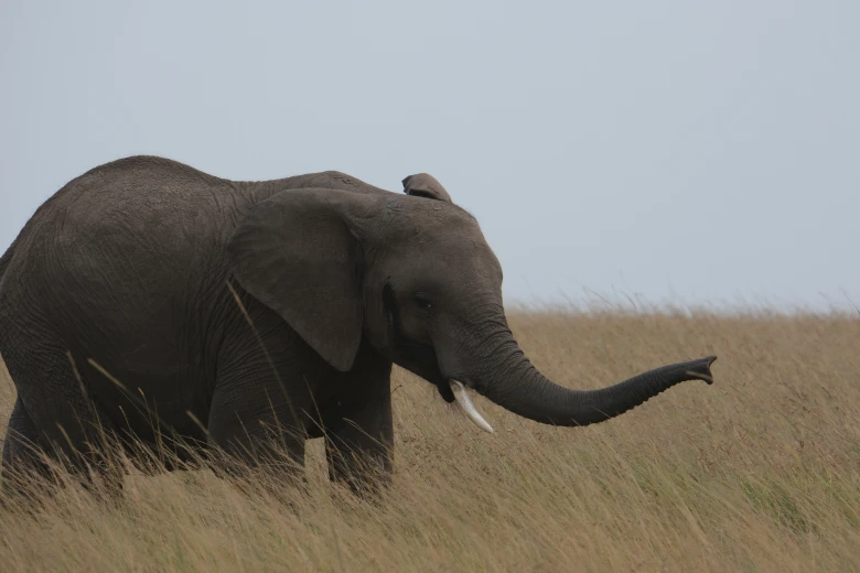 Elephant Masai Mara
