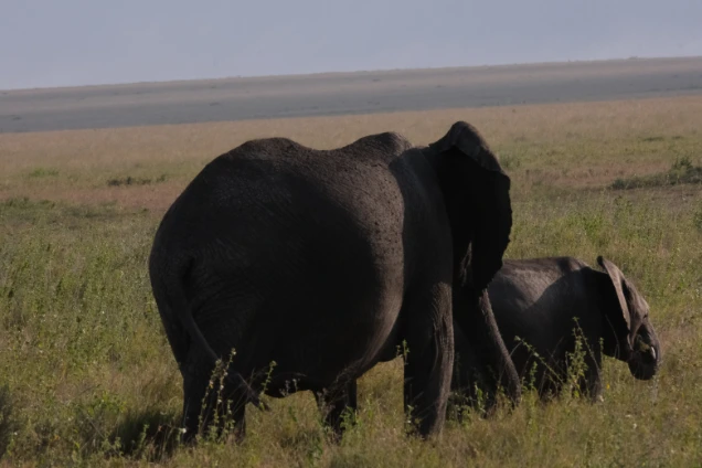 Elephants Serengeti