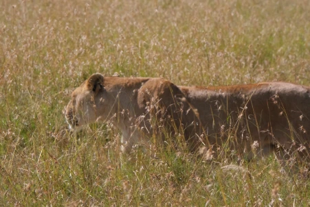 Female lion on the hung Serengeti