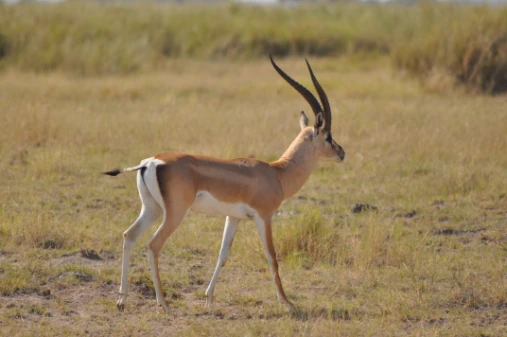 Gazelle at Amboseli National Park