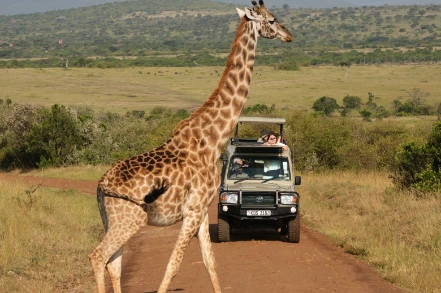 Giraffe & Jeep Masai Mara