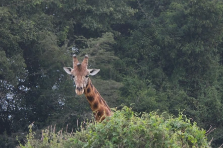 Giraffe Lake Nakuru