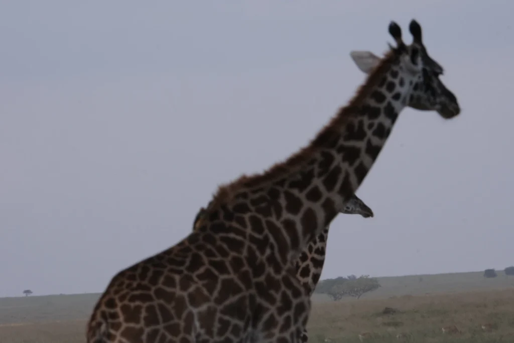 Giraffe Serengeti