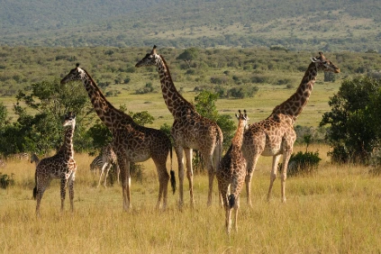 Giraffe group Masai Mara