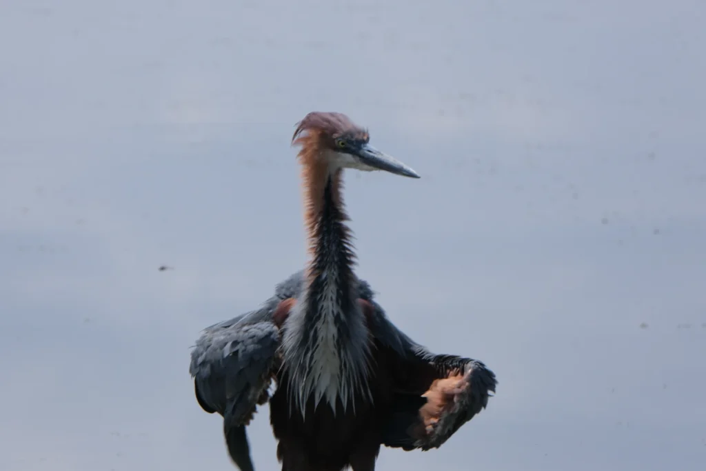 Goliath heron Amboseli