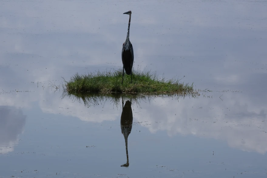 Goliath heron in the middle of water
