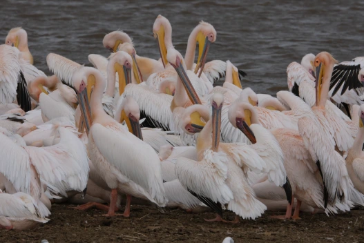 Great white pelican Lake Nakuru