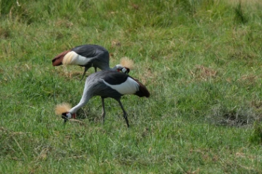 Grey crowned cranes Amboseli