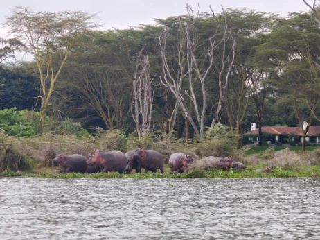 Group of hippos during the boat ride