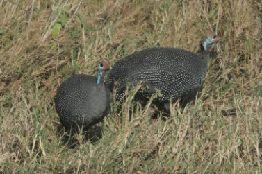 Helmeted Guinea Fowl Serengeti