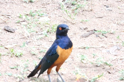 Hildebrandt's starling Serengeti
