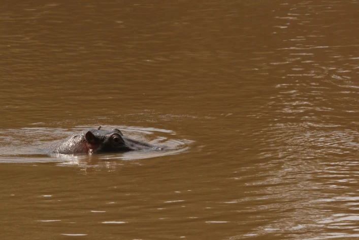 Hippo Masai River