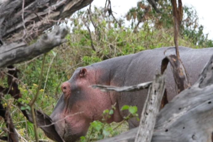 Hippo near Crescent island