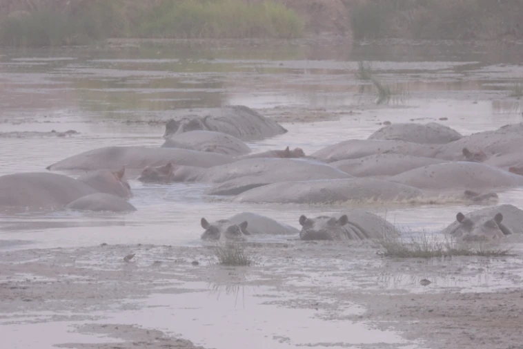 Hippo pond Serengeti