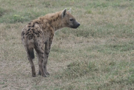 Hyena Lake Nakuru