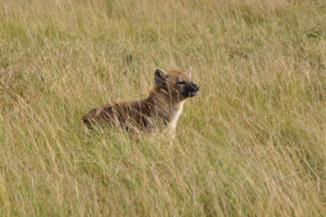 Hyena Masai Mara