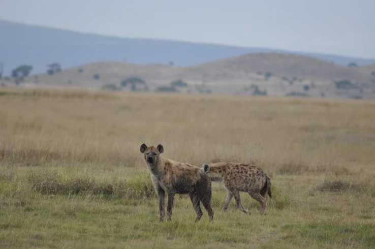 Hyena group Amboseli National Park