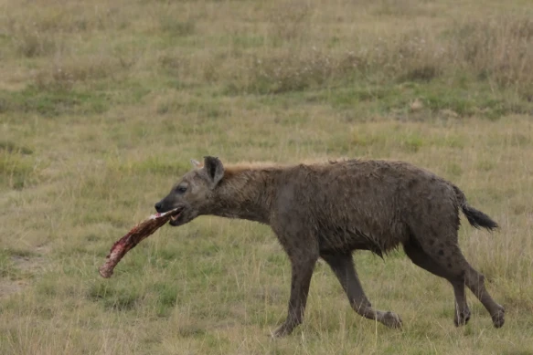Hyena with meat
