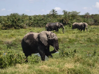 Elephants playing water