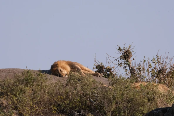Lazy lion on the rock Serengeti