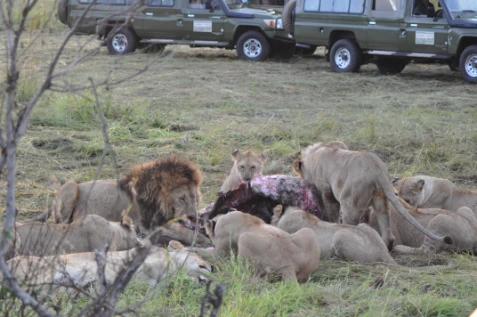 Liion group eating a buffalo