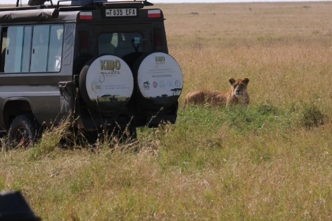 Lion and jeep Serengeti