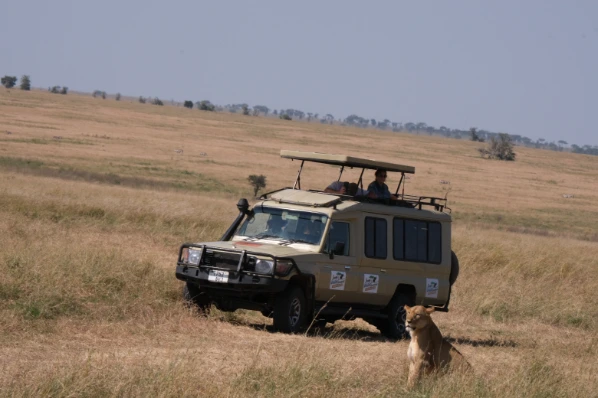 Lion and the jeep landscape Serengeti