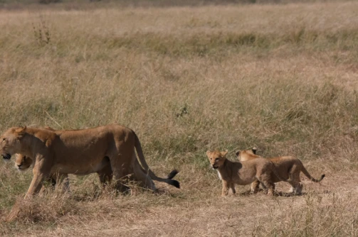 Lion family Serengeti
