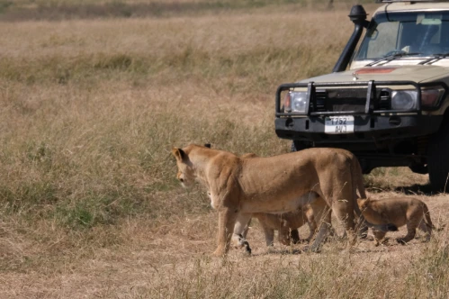 Lion tribe Serengeti