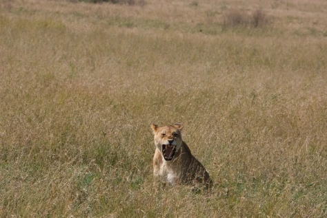 Lion yawning Serengeti