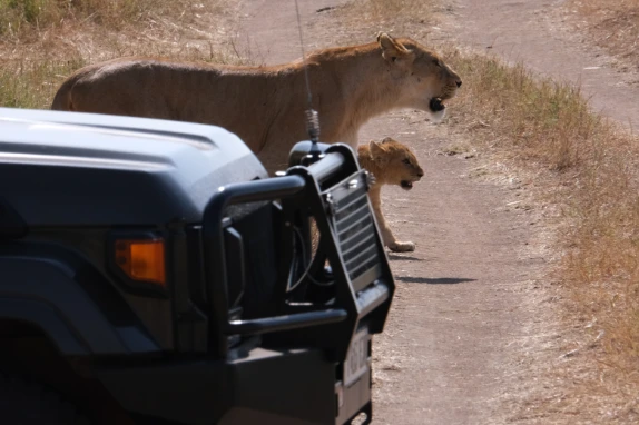 Lions in front of the car Serengeti