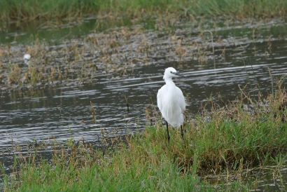 Little egret Lake Nakuru