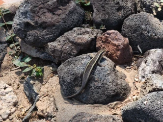 Lizzard Amboseli