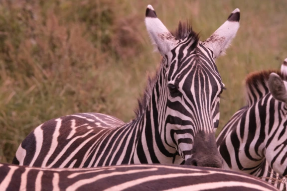 More Zebras